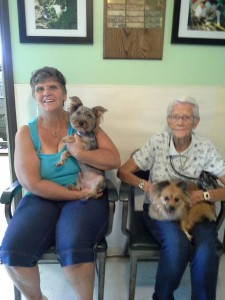 Jeannie and Toby Miami Dogs on the Move