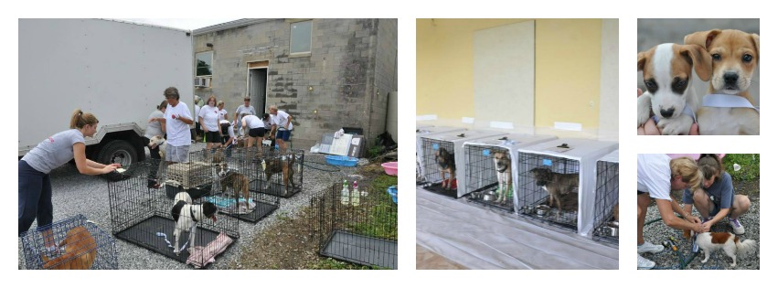 Animal Friends of Westmoreland Rescues 67 Animals From Shut Down Fayette SPCA