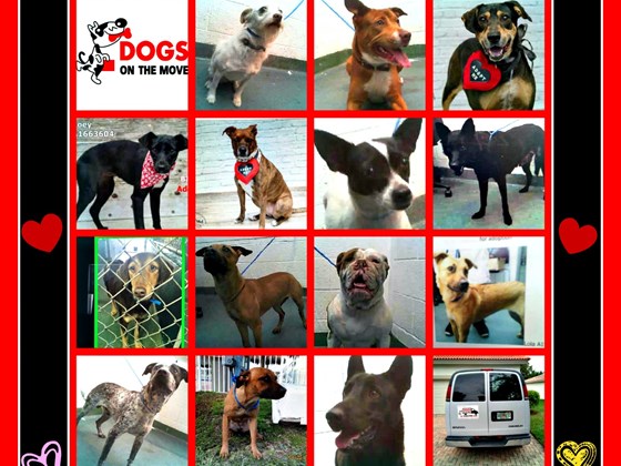 Deisy, Diva, Dora, Zoey, Etta, Bella, Scarlett, Al, Chiquita, Paula, Lola, Rocky, Bali, Roki. 