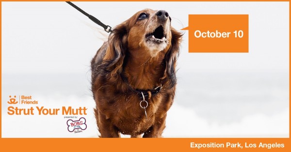 StrutYourMutt2015