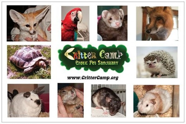 Critter Camp