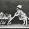 Dog (and Cat) Days of Summer fund-300x230
