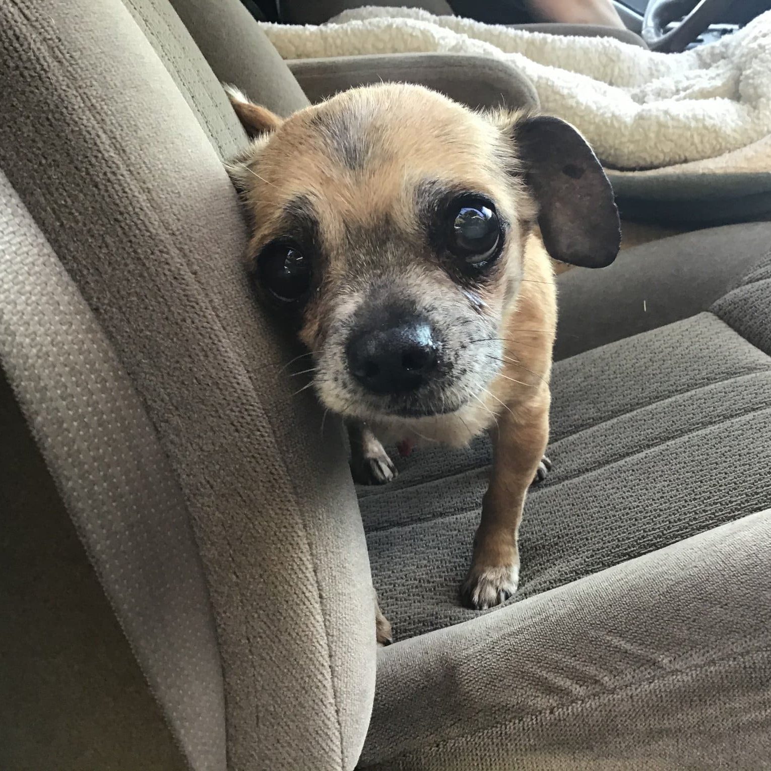 All the GOOD News That's Fit to Paw Print - Elayne Boosler's Tails of Joy